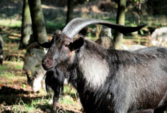 Reproductive Success Starts with Good Nutrition